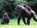 Gorilí rodina.jpg